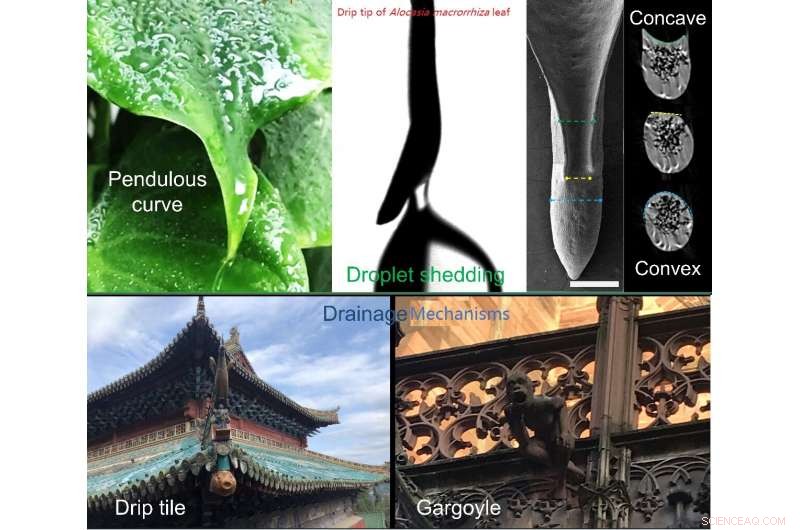 Scientists Uncover How Leaf Apex Enhances Water Drainage