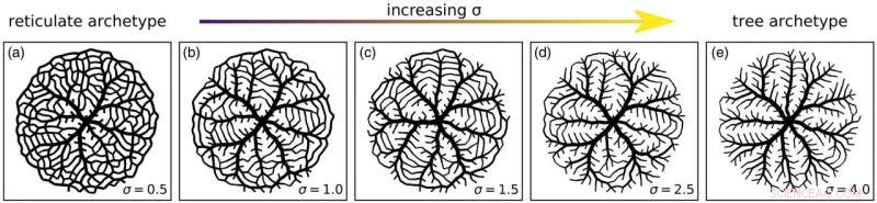 Biology’s Blueprint: Building Cost‑Effective, Robust, and Efficient Networks