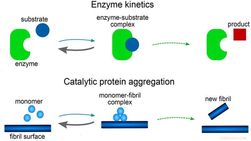 Revolutionary Mathematical Model Deciphers Amyloid Formation