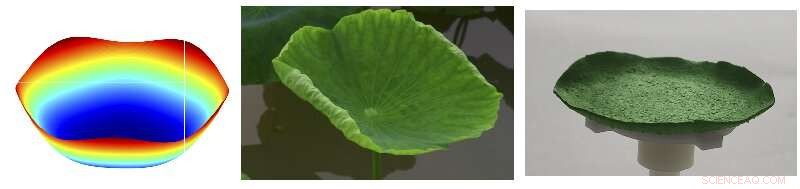 Advanced Model Unravels Variations in Lotus Leaf Morphology