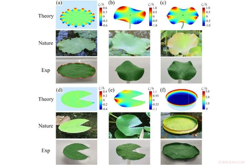 Advanced Model Unravels Variations in Lotus Leaf Morphology