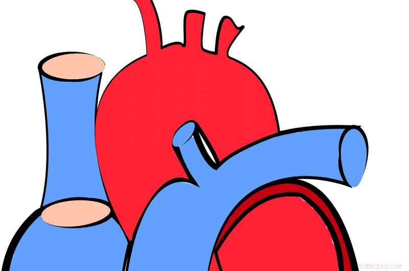 McGill Study Maps Aortic Dynamics, Paving Way for Next-Gen Grafts