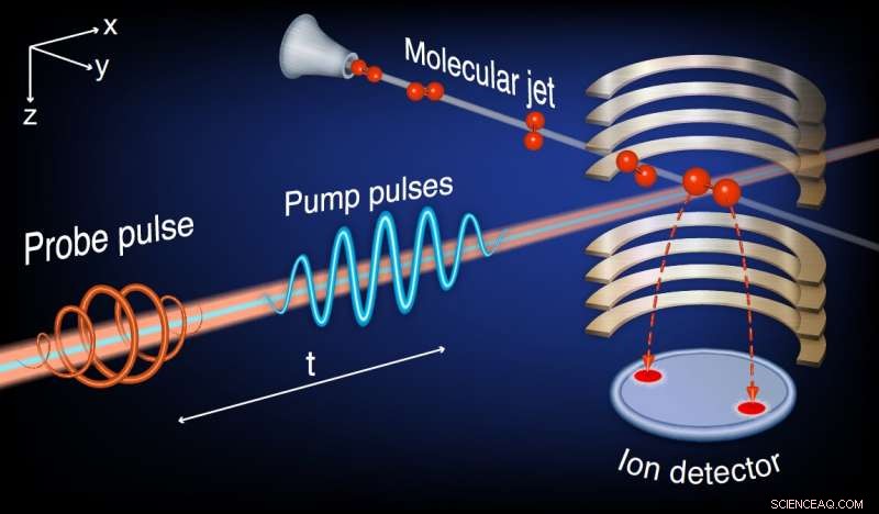 First Observation of Molecular Echoes: A Groundbreaking Experimental Study