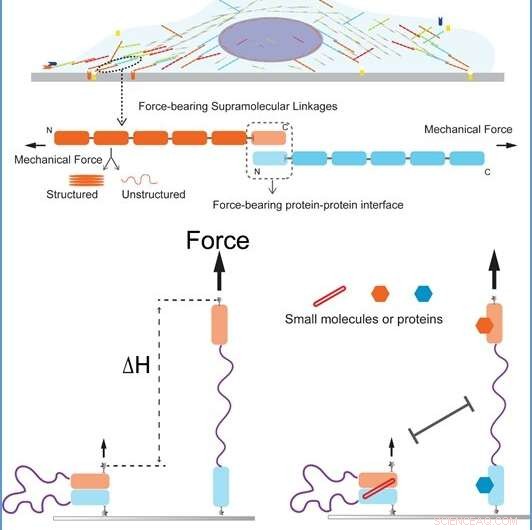Quantifying the Mechanical Stability of Supramolecular Force Transmission Linkages