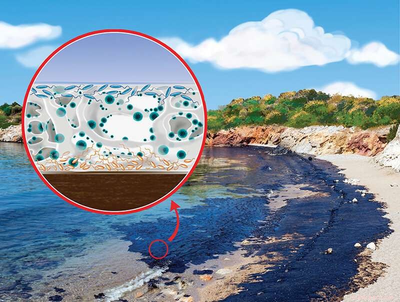 Why Microbes Are Drawn to Oil Spills: The Science Explained