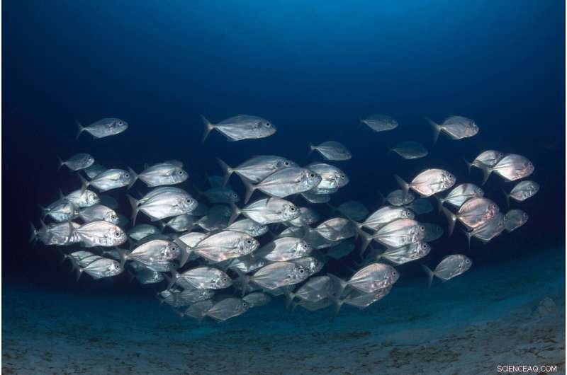 Fish Schools Rely on Random Copying, Not Group Consensus, Reveal New Insights