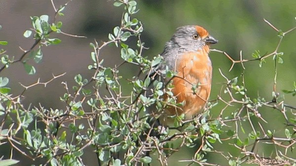 Scientists Infer Bird Size from Unique Vocal Mechanics Using Song Analysis