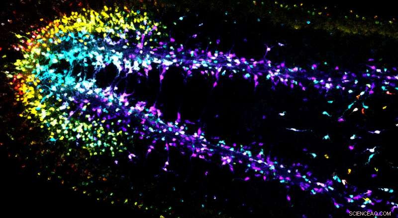 Researchers Uncover Mathematical Laws Governing Brain Development