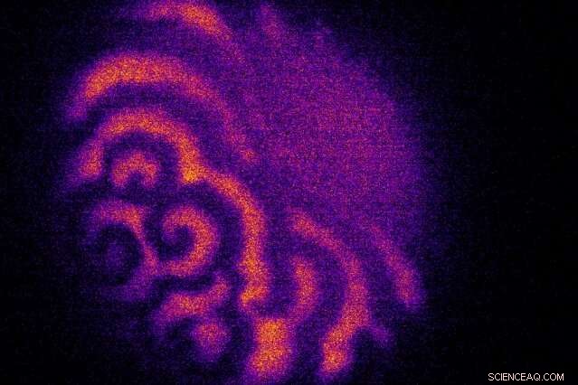 Wave Patterns Drive Organism Growth: MIT Research Uncovers Universal Principles