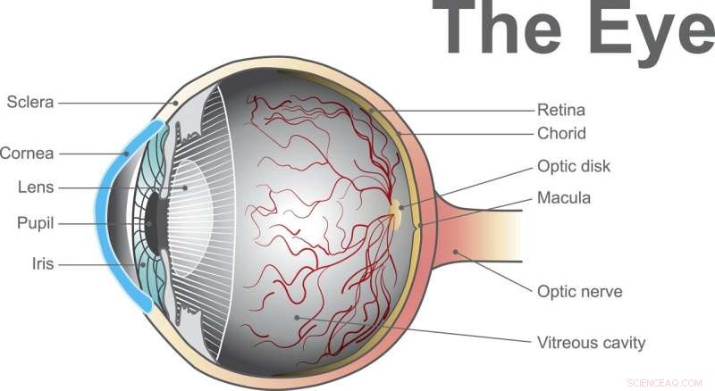 Revolutionary Device Enables Early Detection of Eye Diseases