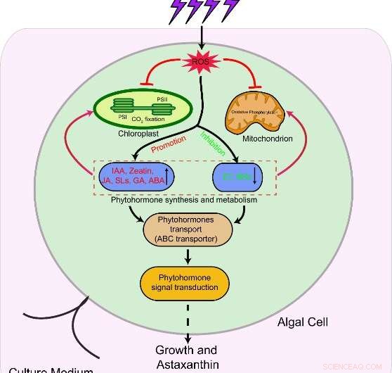New Low-Temperature Plasma Technique Boosts Biomass and Astaxanthin Yield in Haematococcus