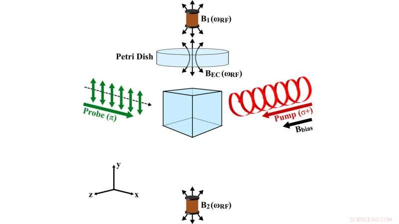Quantum Technology Promises Breakthrough in Heart Condition Diagnosis and Treatment