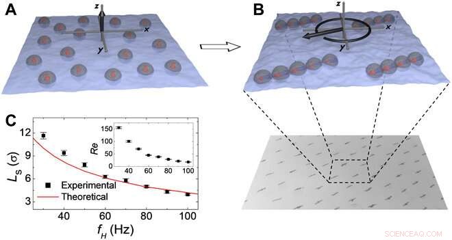 Dynamic Reconfigurable Structures and Tunable Transport in Synchronized Active Spinner Materials