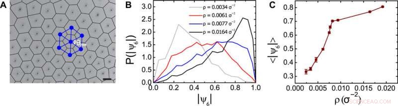 Dynamic Reconfigurable Structures and Tunable Transport in Synchronized Active Spinner Materials