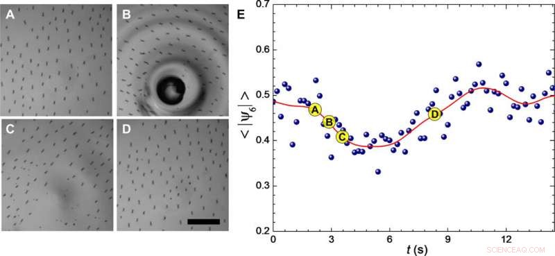 Dynamic Reconfigurable Structures and Tunable Transport in Synchronized Active Spinner Materials