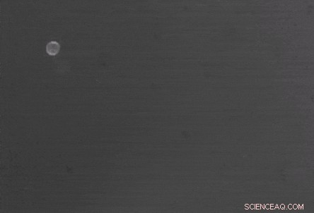 Dynamic Reconfigurable Structures and Tunable Transport in Synchronized Active Spinner Materials