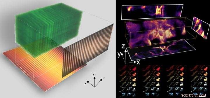 Revolutionary 3D Imaging Technology Boosts Fluorescence Microscopy Efficiency