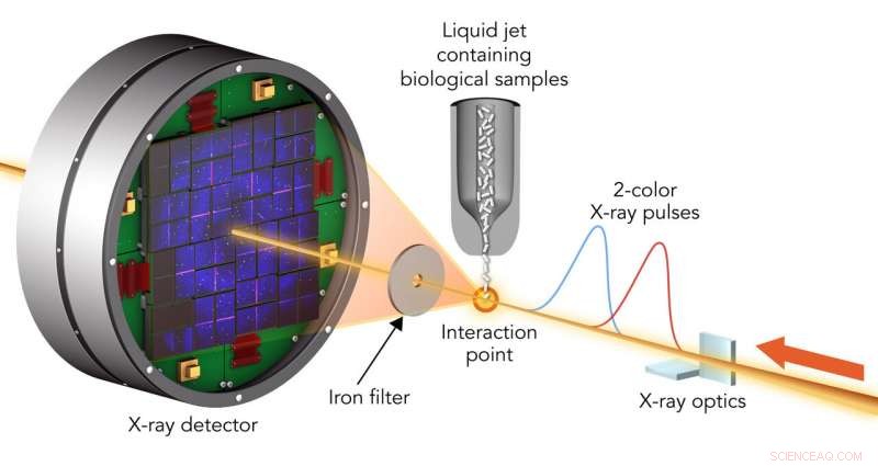 Evaluating X‑ray Laser Accuracy for Probing Biological Molecule Interiors