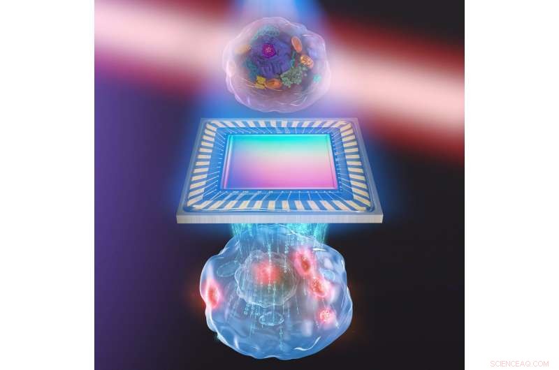 Revolutionary 3‑D Imaging Reveals Live Cell Structures and Molecular Details