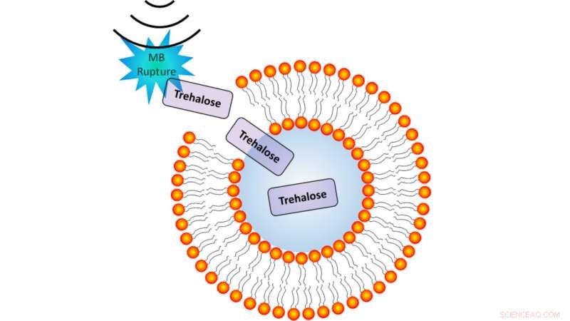 Ultrasound-Enhanced Molecular Delivery Promises Long-Term Blood Preservation