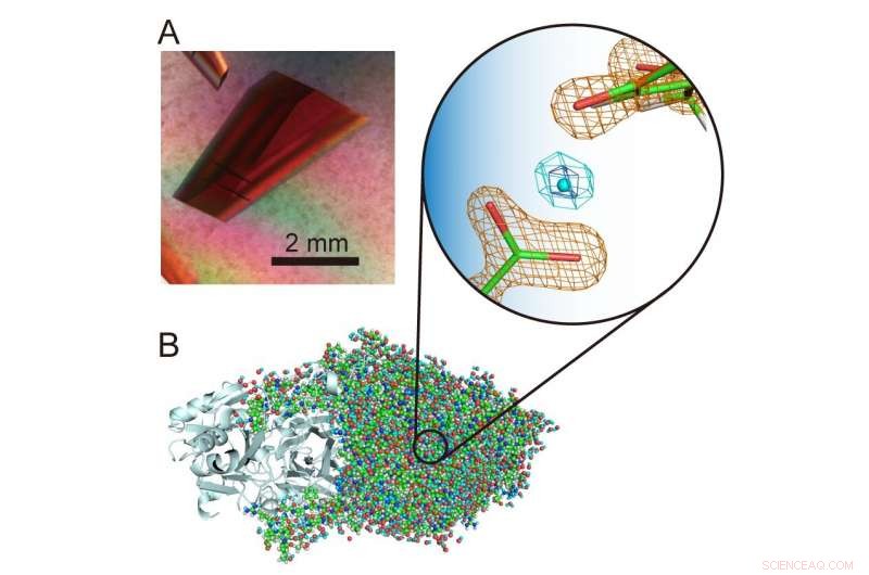 Discovering Levitated Protons: How Neutron Scattering Reveals Hidden Hydrogen