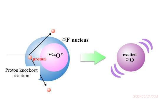 Revealing the Impact of a Single Proton Knockout on Fluorine Nuclei
