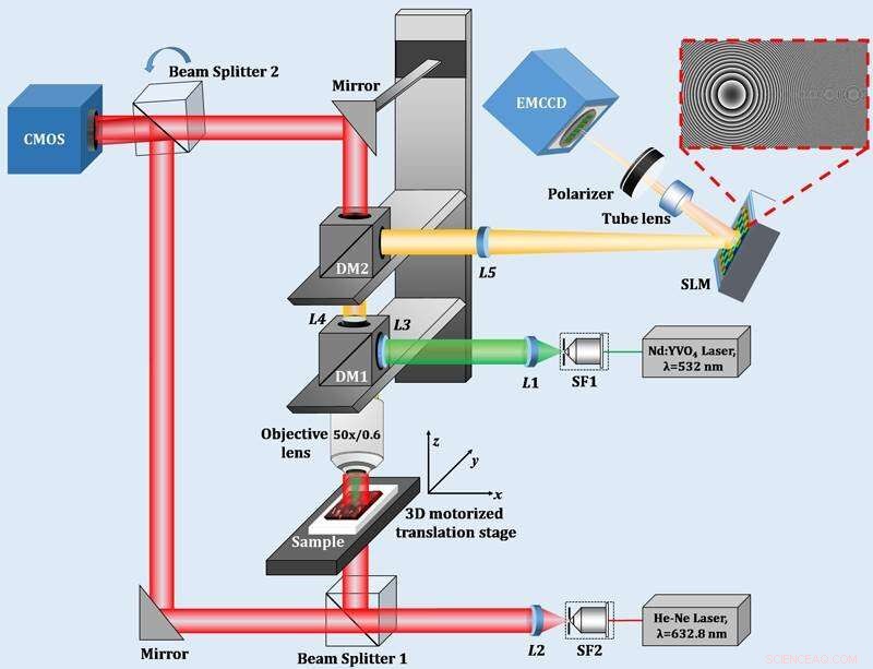 Digital Holography‑Based Multimodal Microscope for Real‑Time 3‑D Imaging of Living Cells
