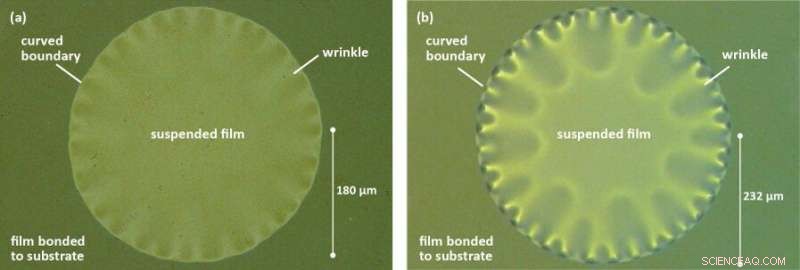 Scientists Decode the Physics Behind Wrinkling