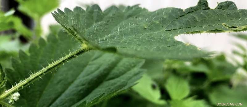 Elasticity Drives Sting Design in Plants and Animals—New Study Reveals Key Principles