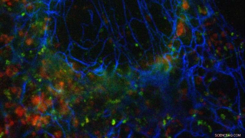 Effortless Multicolor Super‑Resolution Imaging – EPFL s New Robust Method