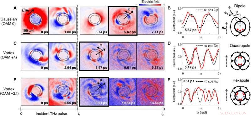 Harnessing Light s Orbital Angular Momentum to Excite Plasmons in Metamaterials