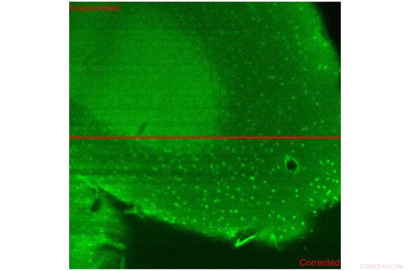 New Plug‑and‑Play Lens Streamlines Adaptive Optics for Commercial Microscopes