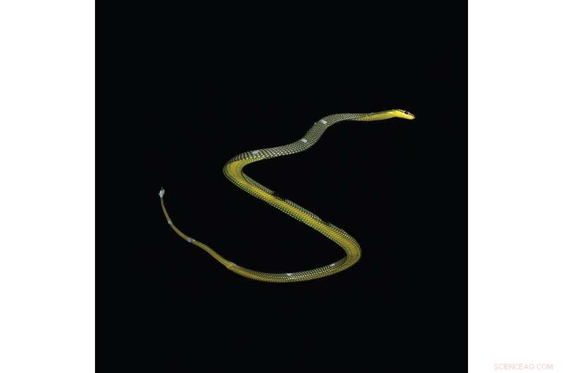 New 3‑D Model Reveals Paradise Tree Snake’s Aerial Undulation Flying Technique