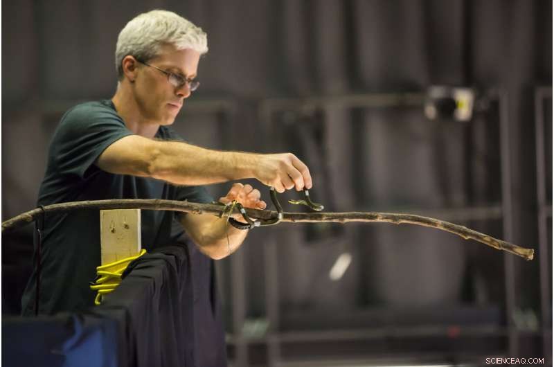 New 3‑D Model Reveals Paradise Tree Snake’s Aerial Undulation Flying Technique