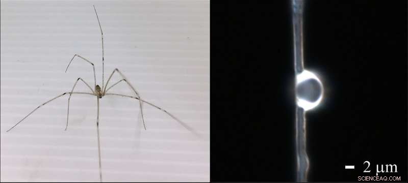 Spider Silk Generates Precise Lenses for Advanced Biological Imaging