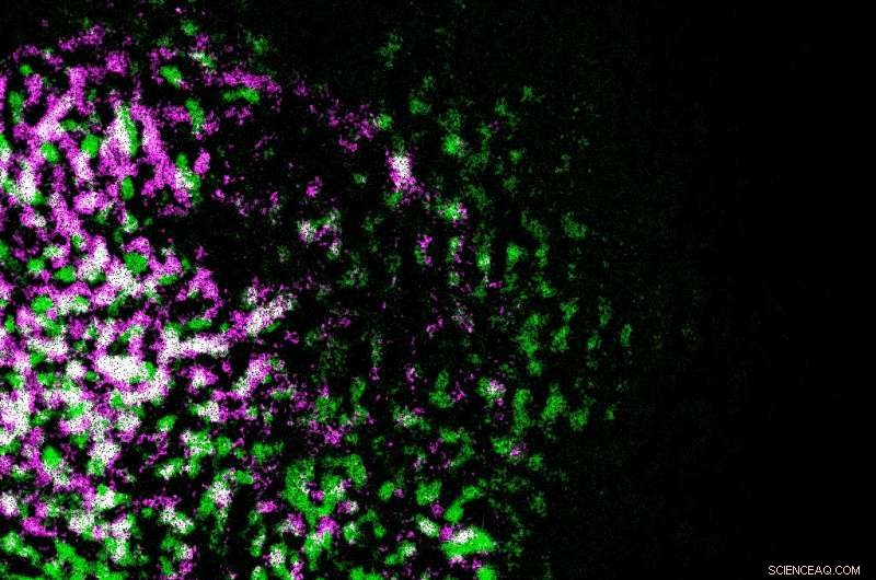 Rapid Molecular Imaging: ORNL Microscope Captures Colorized Lily Pollen in Seconds