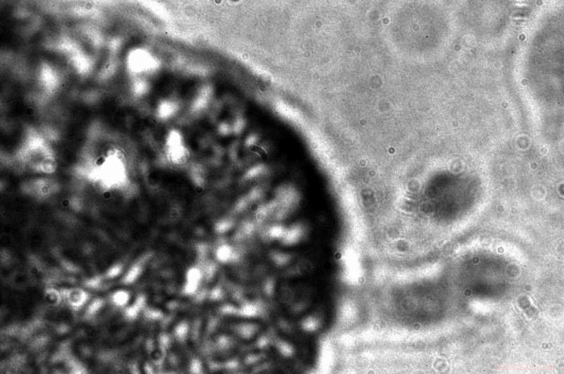 Rapid Molecular Imaging: ORNL Microscope Captures Colorized Lily Pollen in Seconds