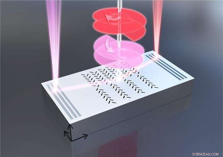 On-Chip Spin-Hall Nanograting Enables Simultaneous Detection of Phase and Polarization Singularities