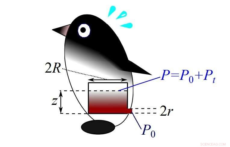 Precise Pressure Measurement for Penguin Defecation Dynamics