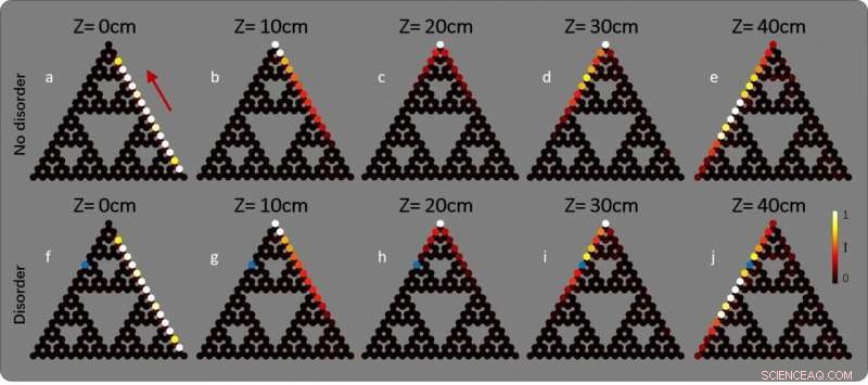 Topological Photonics in Fractal Lattices: Edge State Dynamics and Intensity Mapping