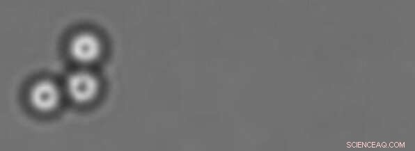 Microscopic Scallops: How Flexibility Drives Brownian Motion