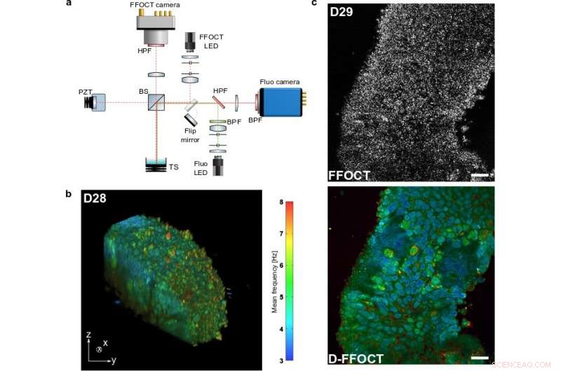 Dynamic Full-Field OCT Enables Real-Time 3D Imaging of Retinal Organoids