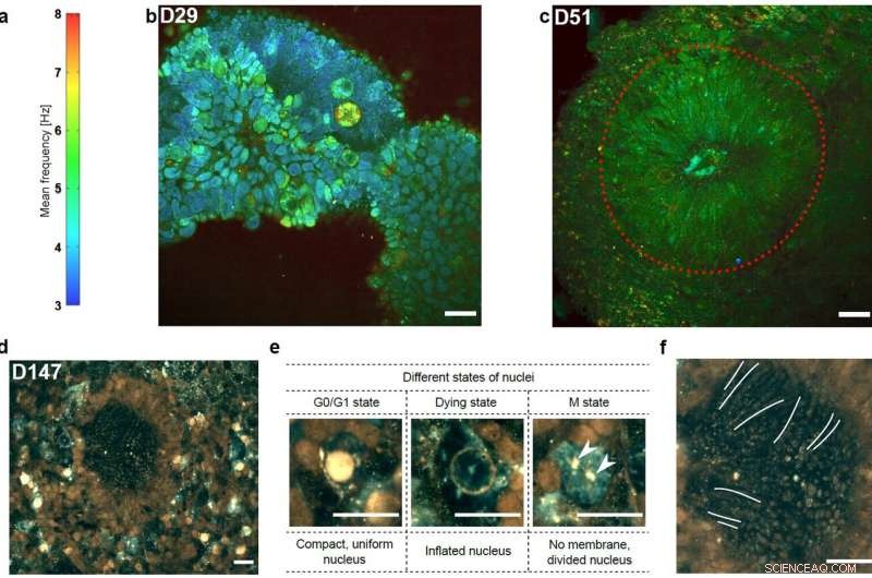 Dynamic Full-Field OCT Enables Real-Time 3D Imaging of Retinal Organoids