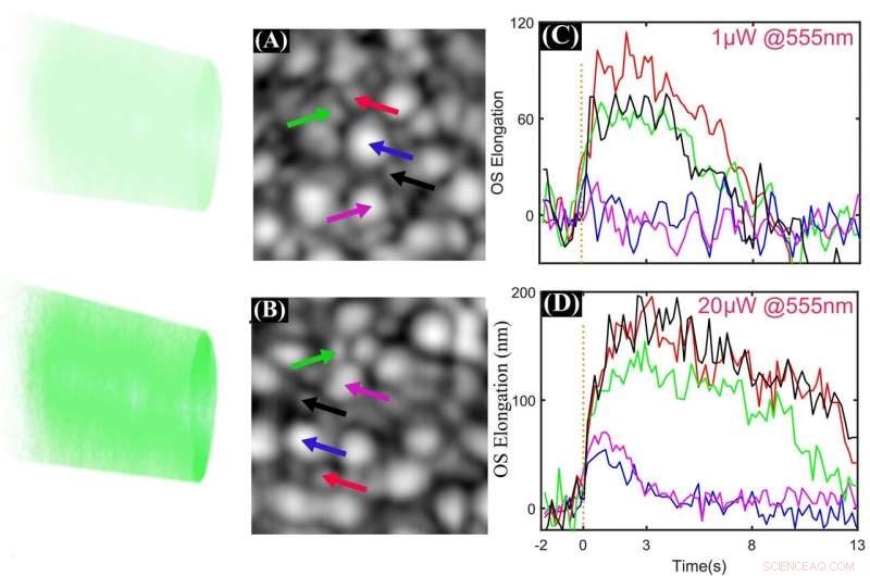 Advanced OCT/SLO Imaging Reveals Precise Photoreceptor Function