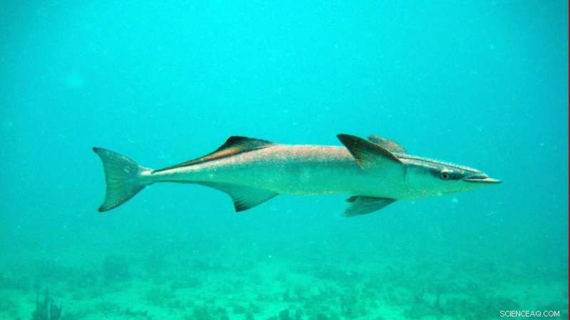 Remora Fish Sucker Mechanism Could Revolutionize Underwater Adhesion