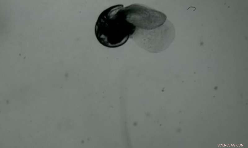 Engineering Insights into Marine Snail Movement: Fluid Dynamics of Oceanic Plankton