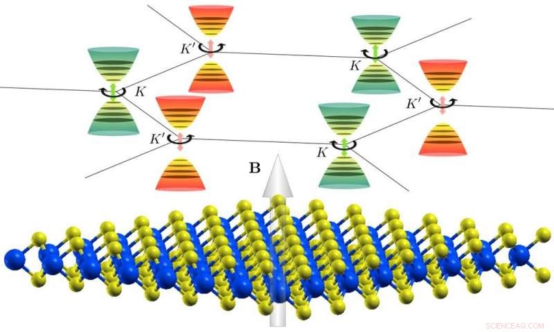 Predicting Magnetic Field Effects in 2‑D Valleytronic Materials
