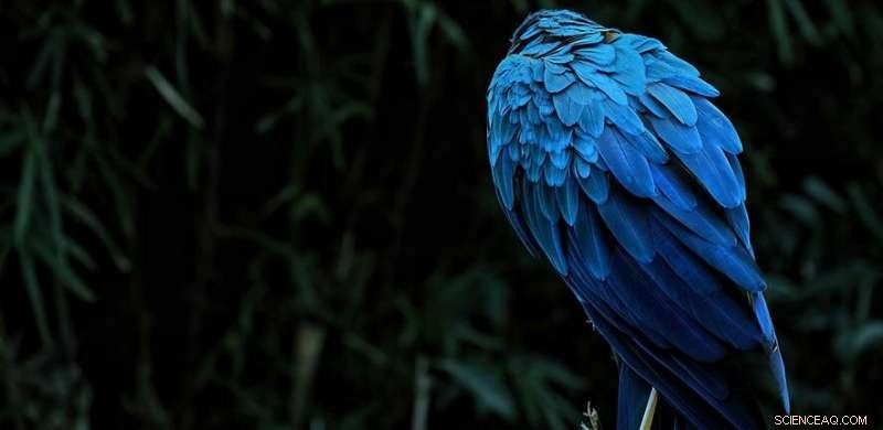 Why Nature’s Blues and Greens Shine Brightest: Insights from Computational Modeling