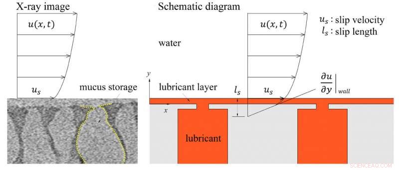 Bio‑Inspired Coatings: How Fish and Seaweed Are Revolutionizing Ship Surface Design