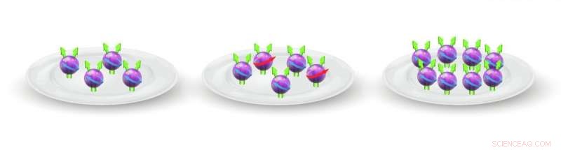 Observation of Bloch Ferromagnetism in Composite Fermions: Experimental Evidence